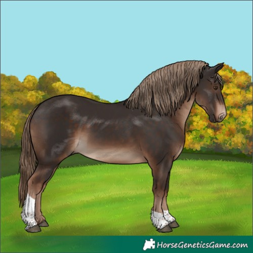 Horse Color:Liver Chestnut Tobiano Rabicano 