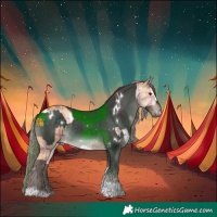 Horse Color:Plaid White Spotted Chocolate Bay Dun Brindle and Platinum White Spotted Liver Chestnut Tobiano Rabicano