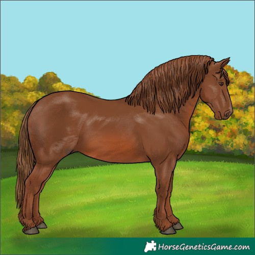 Horse Color:Chestnut 