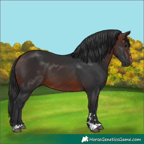 Horse Color:Unknown 