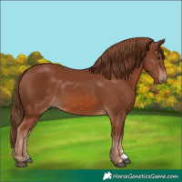 Horse Color:Chestnut 