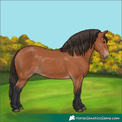 Horse Color:Bay 