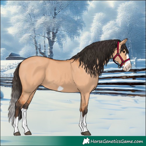 Horse Color:Bay Dun Splash Frame 