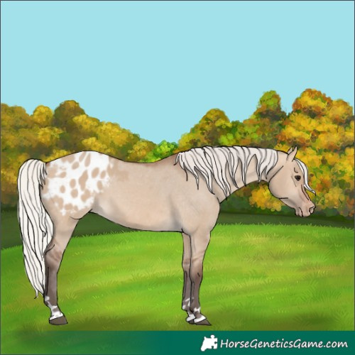 Horse Color:Silver Brown Dun Blanket 