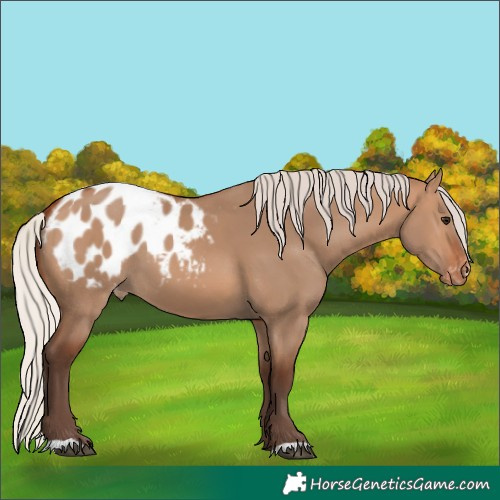 Horse Color:Silver Brown Dun Appaloosa 