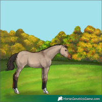 Horse Color:Bay Dun