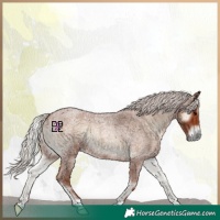 Horse Color:Silver Blue Onyx Roan 