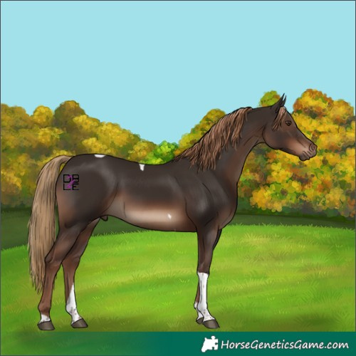 Horse Color:Liver Chestnut Tobiano Rabicano