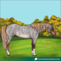 Horse Color:Liver Red Roan Tobiano Rabicano 