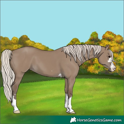 Horse Color:Silver Grullo 