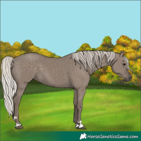 Horse Color:Unknown 