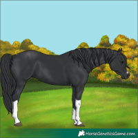 Horse Color:Black Tobiano 