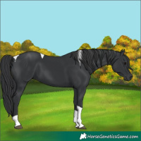 Horse Color:Unknown 