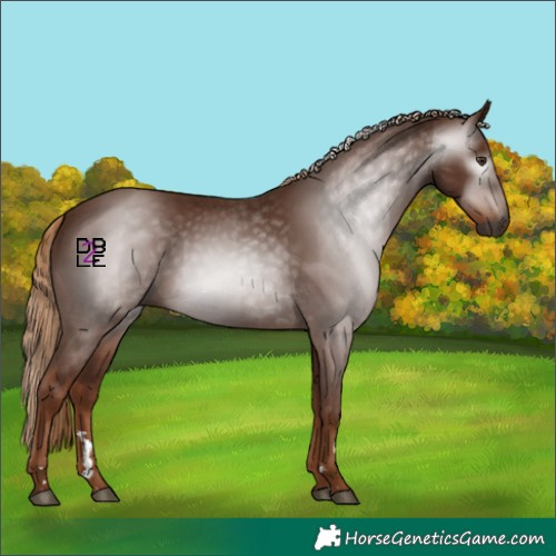 Horse Color:Gray Chestnut 