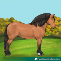 Horse Color:Bay 