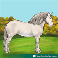 Horse Color:Perlino Frame