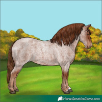 Horse Color:Red Roan Rabicano 