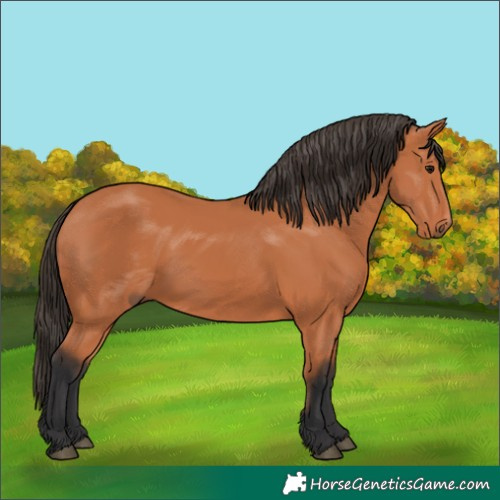 Horse Color:Unknown 
