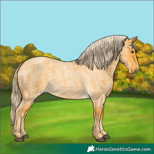 Horse Color:Palomino Roan 