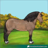 Horse Color:Bay Dun 