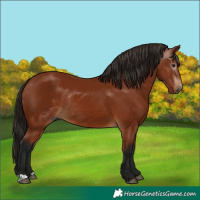 Horse Color:Gray Bay Rabicano