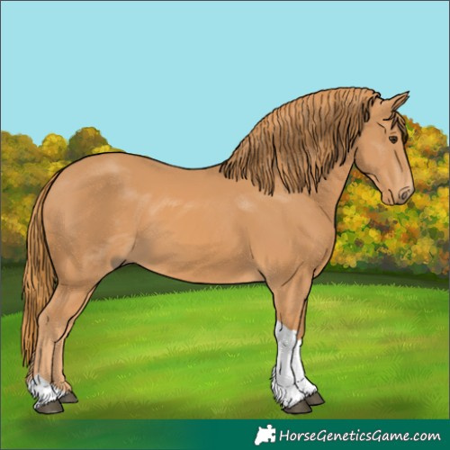 Horse Color:Chestnut Tobiano