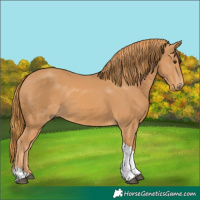 Horse Color:Chestnut Tobiano