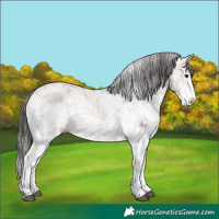 Horse Color:White Spotted Bay 