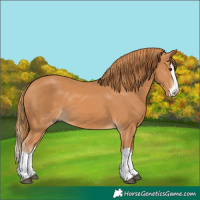 Horse Color:Chestnut Splash 