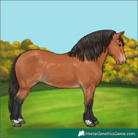 Horse Color:Bay 