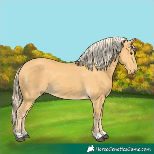 Horse Color:Palomino