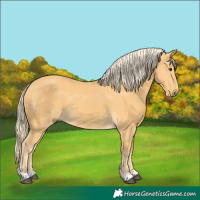 Horse Color:Palomino 