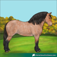 Horse Color:Bay Roan 
