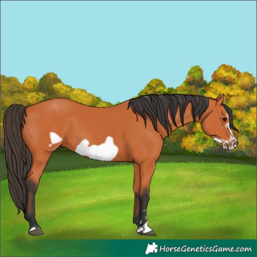 Horse Color:Bay Frame
