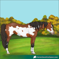 Horse Color:Bay Frame 
