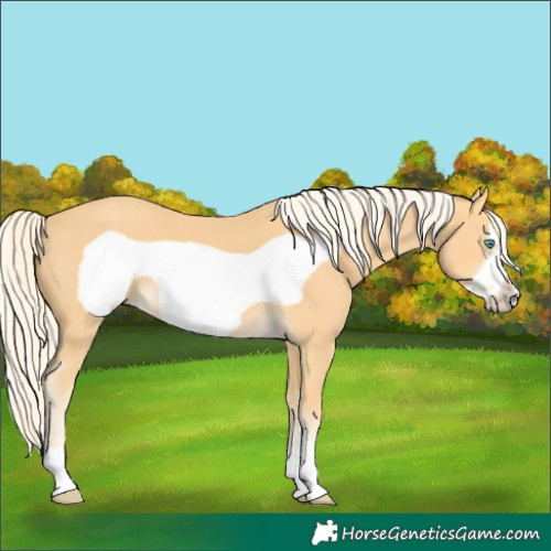 Horse Color:Palomino Frame 
