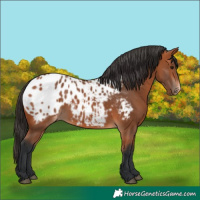 Horse Color:Bay Blanket