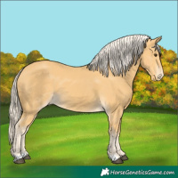 Horse Color:Palomino Skewed Appaloosa