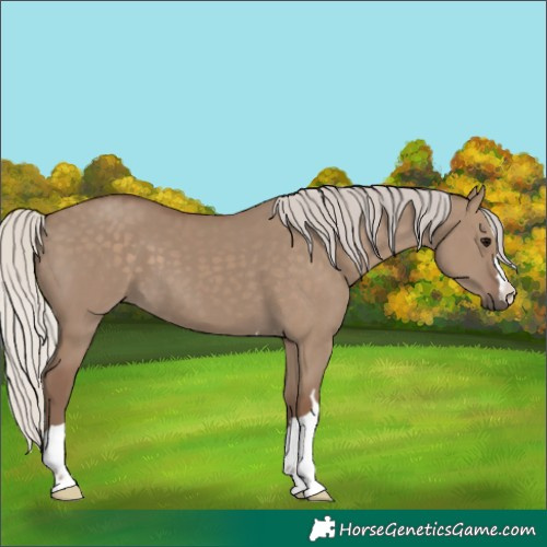 Horse Color:Silver Grullo 