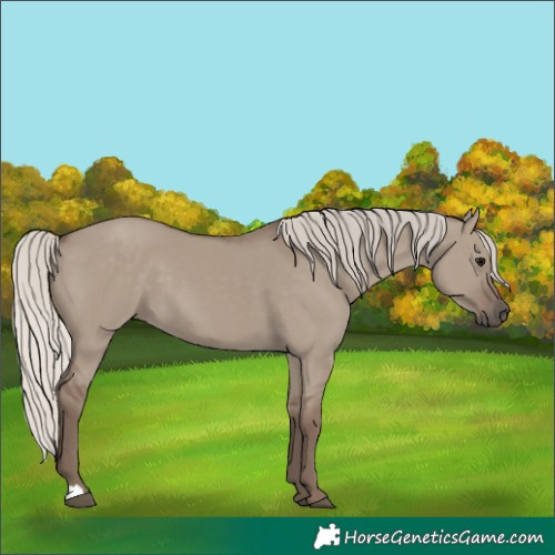 Horse Color:Silver Grullo 