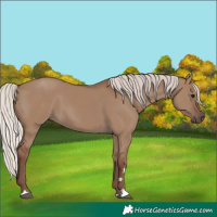 Horse Color:Silver Grullo 