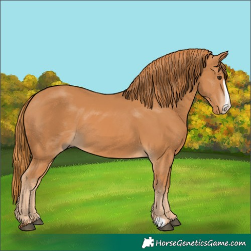 Horse Color:Chestnut Frame 