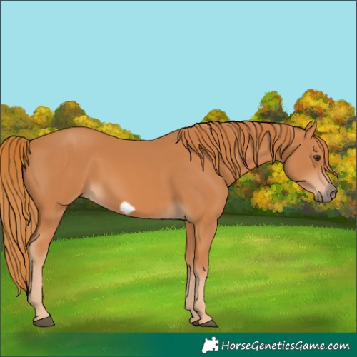Horse Color:Chestnut Frame 