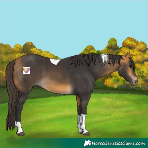 Horse Color:Buckskin Tobiano