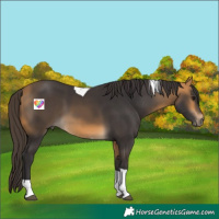 Horse Color:Buckskin Tobiano