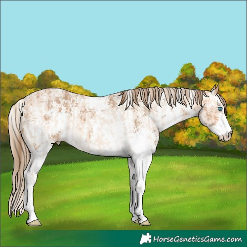 Horse Color:Perlino Sabino  and Gray Perlino Sabino 