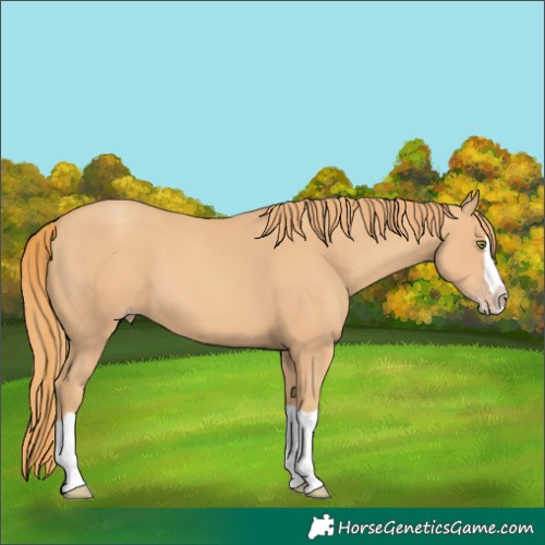 Horse Color:Gold Champagne Splash 