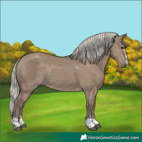 Horse Color:Silver Grullo 