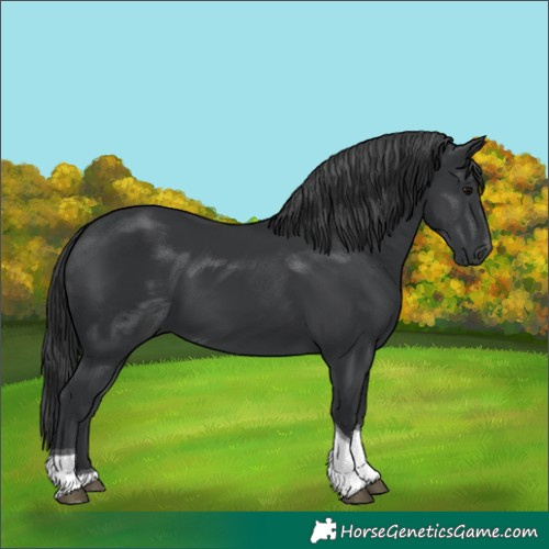 Horse Color:Black Tobiano