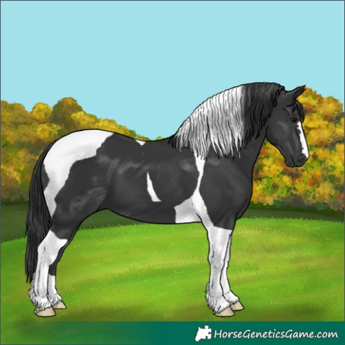 Horse Color:Black Tobiano